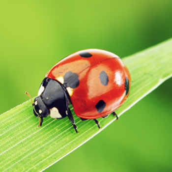 Image of ladybug on a leaf