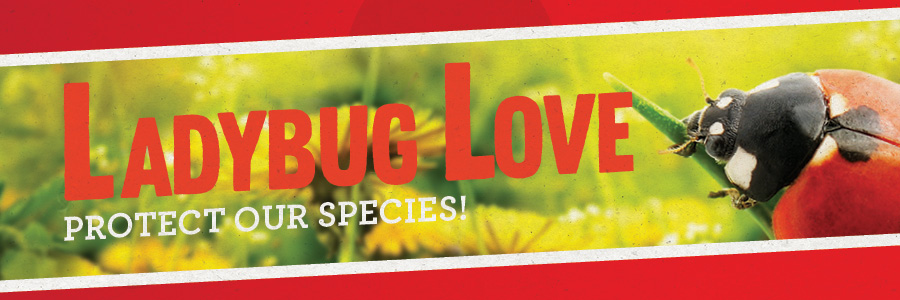 ladybug love