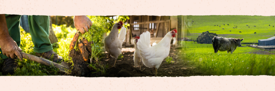 Farm Animals