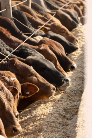 Cows feeding