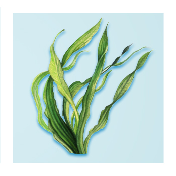 Spirulina