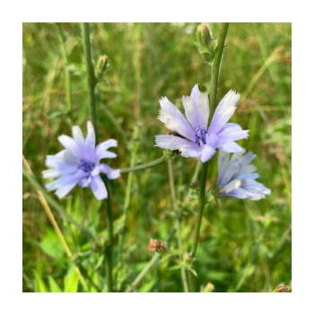 Image of a plant