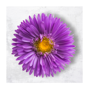 Image of a flower