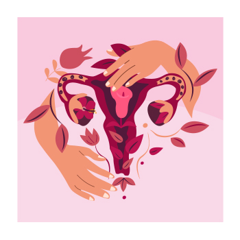 Illustration of female reproductive organs