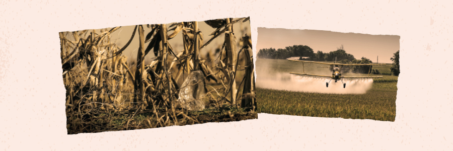 images of crops
