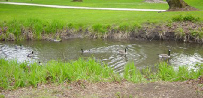 Island park