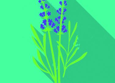 Lavendar